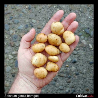 Tubers of the wild potato species Solanum garcia-barrigae