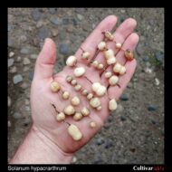 Tubers of the wild potato species Solanum hypacrarthrum
