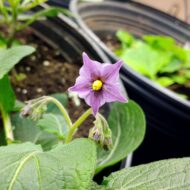 Flower of the wild potato species Solanum minutifoliolum