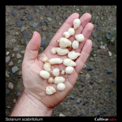 Tubers of the wild potato species Solanum scabrifolium