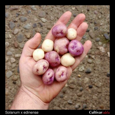 Tubers of the wild potato species Solanum x edinense