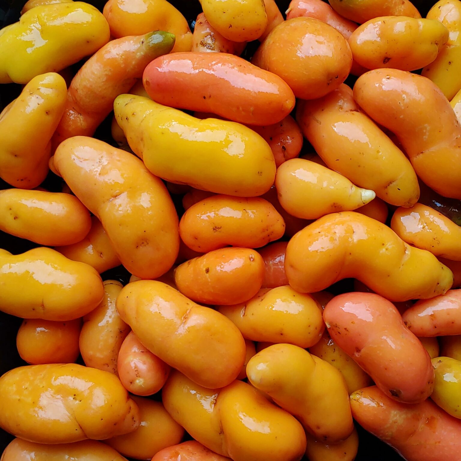 Tubers of the Cultivariable original ulluco (Ullucus tuberosus) variety 'Claquato'