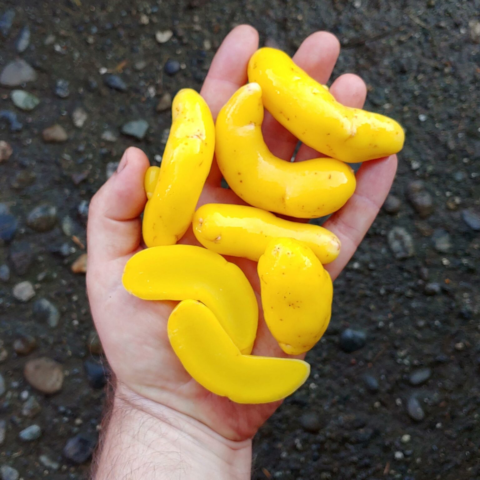 Tubers of the Cultivariable original ulluco variety 'Lilliwaup'