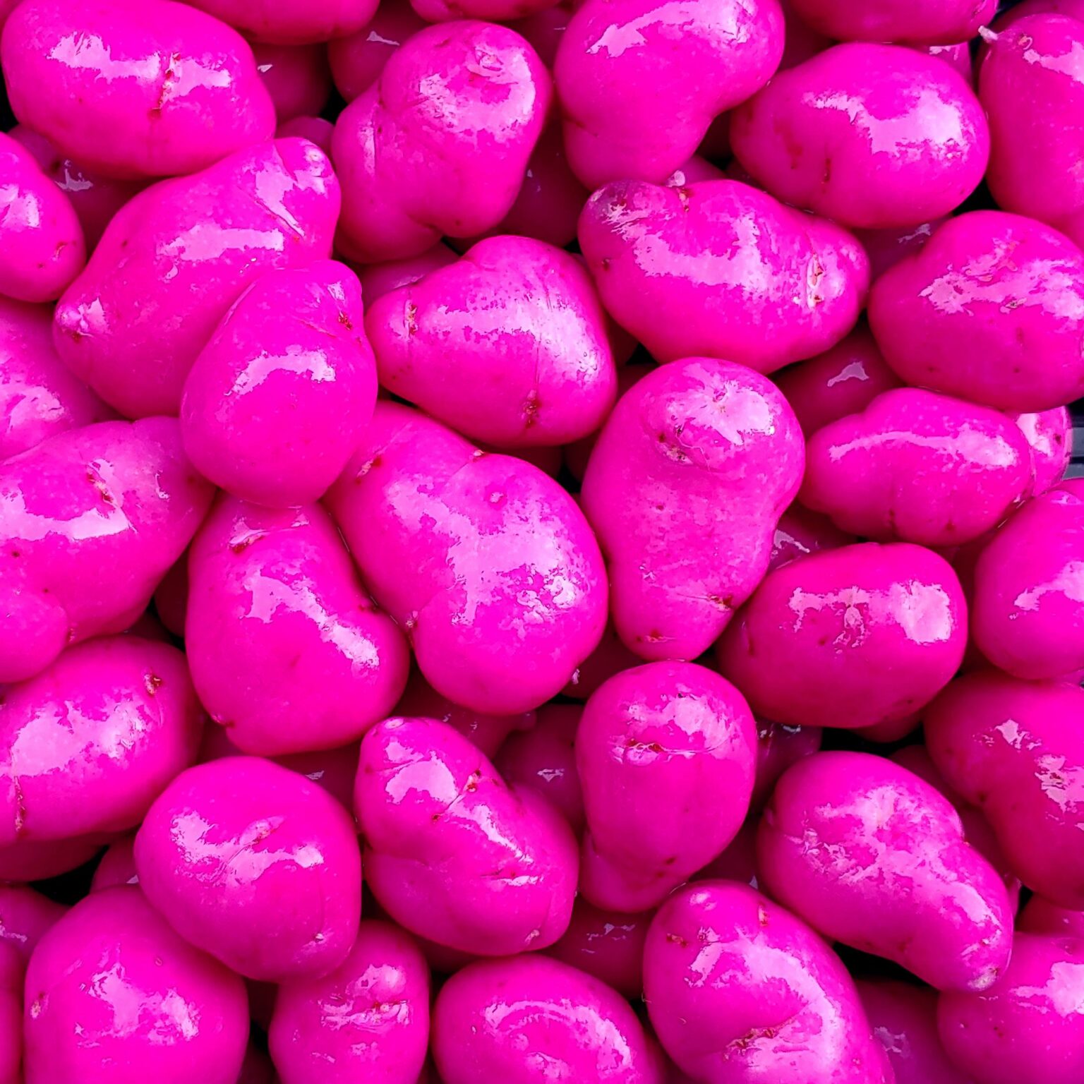 Tubers of the Cultivariable original ulluco variety 'Tatsolo'