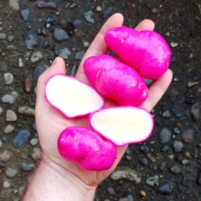 Tubers of the Cultivariable original ulluco variety 'Tatsolo'