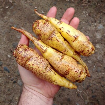 Tubers of the mashua (Tropaeolum tuberosum) variety 'Puca Añu'