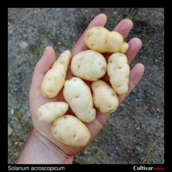Tubers of the wild potato species Solanum acroscopicum