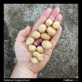 Tubers of the wild potato species Solanum longiconicum