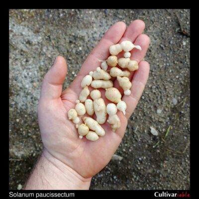 Tubers of the wild potato species Solanum paucissectum