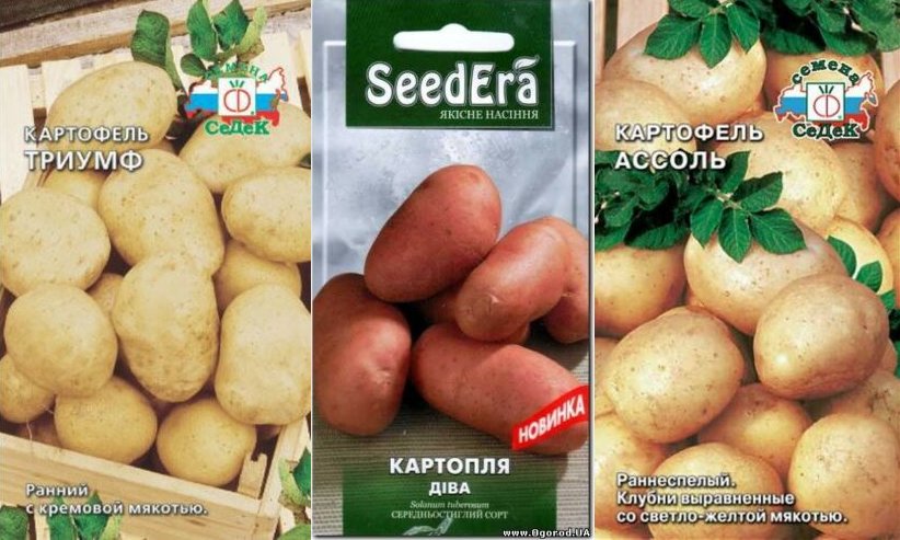 Rare Original Russian Potato Seeds ILONA 30 Seeds 