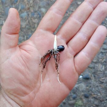 Achira (Canna edulis) seedling