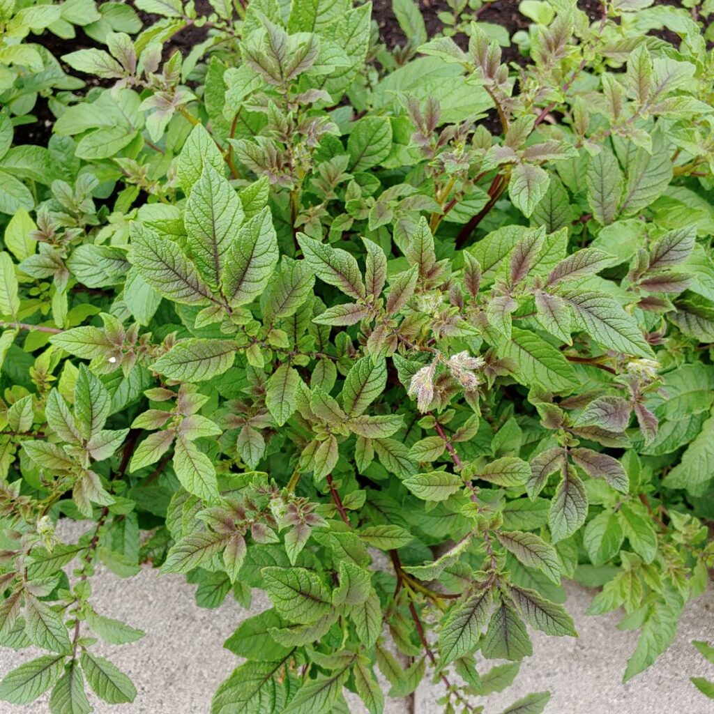 Cultivariable