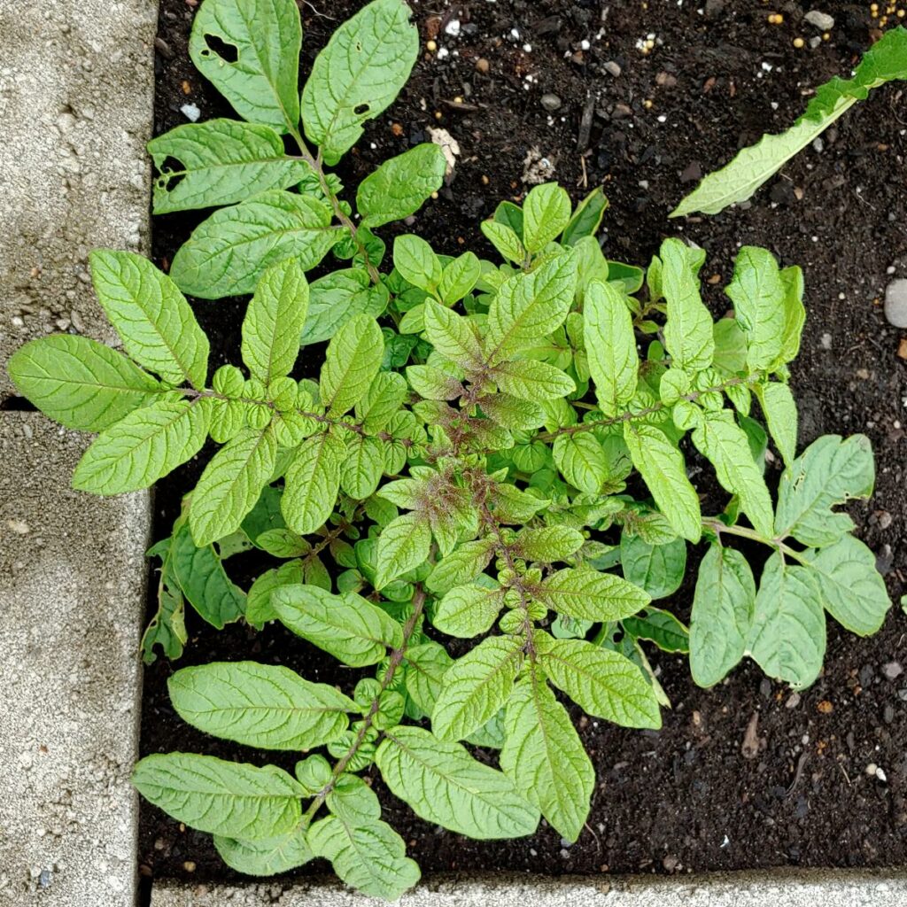 Cultivariable