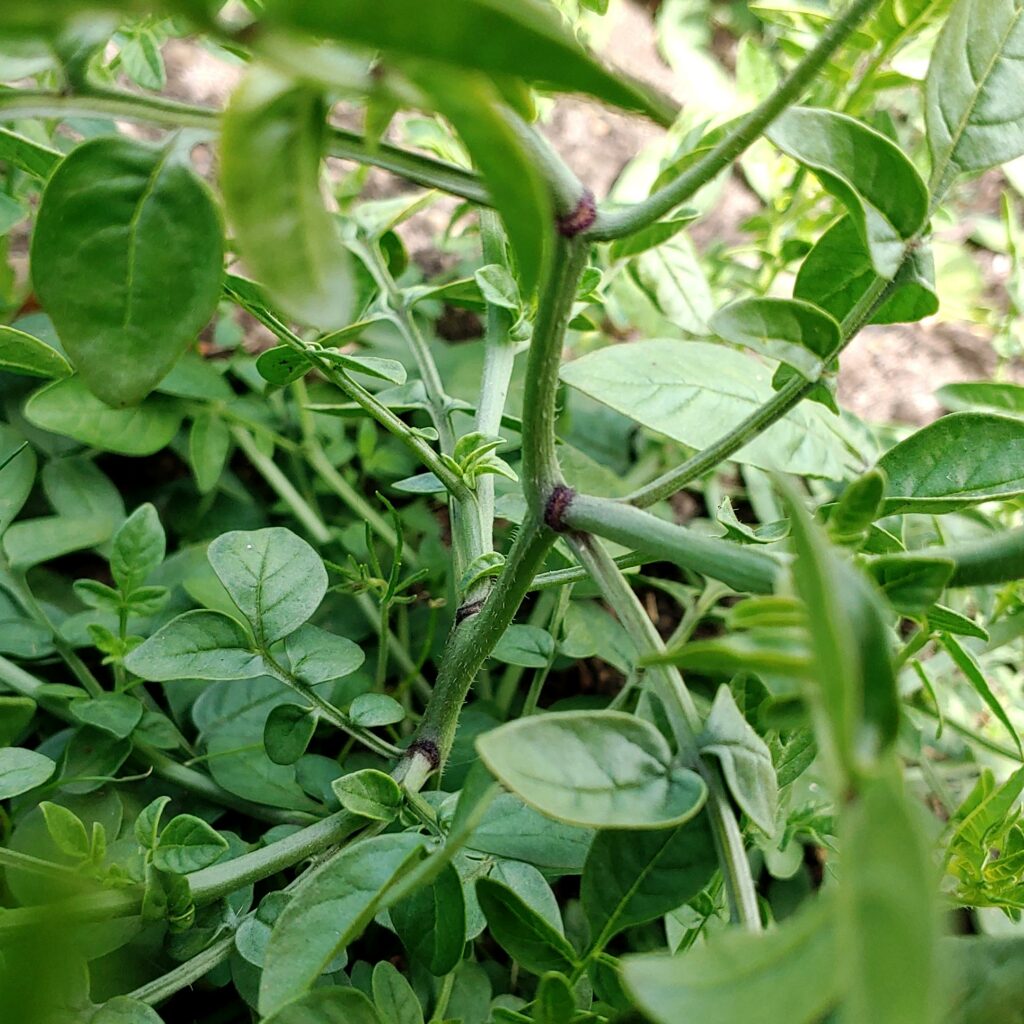Cultivariable
