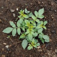 Four corners potato (Solanum jamesii) plant