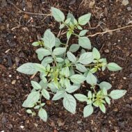 Four corners potato (Solanum jamesii) plant