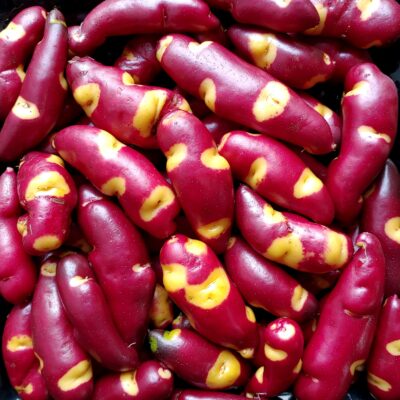Tuber of the Cultivariable original potato (Solanum tuberosum) variety 'Bloody Banana'
