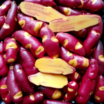 Tuber of the Cultivariable original potato (Solanum tuberosum) variety 'Bloody Banana'