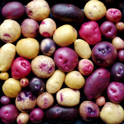 Seedlings of the potato (Solanum tuberosum) variety 'Inka Gold'