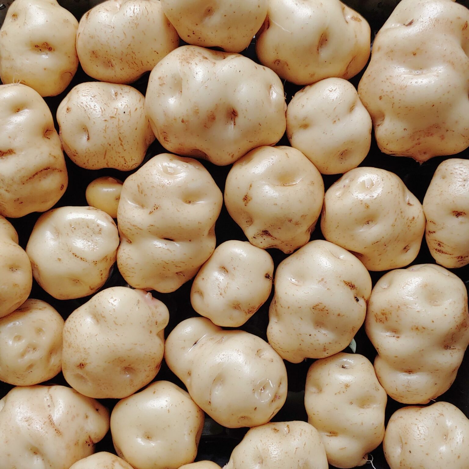 Tubers of the Bolivian heirloom potato (Solanum tuberosum) variety 'Jancko Phiñu'