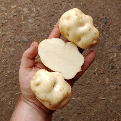 Tubers of the Bolivian heirloom potato (Solanum tuberosum) variety 'Jancko Phiñu'