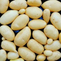 Tubers of the potato (Solanum tuberosum) variety Myatt's Ashleaf