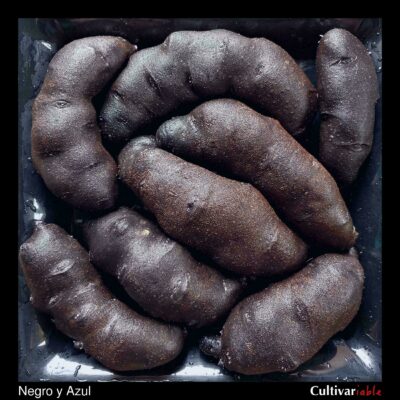 Tubers of the Tom Wagner potato variety 'Negro y Azul'
