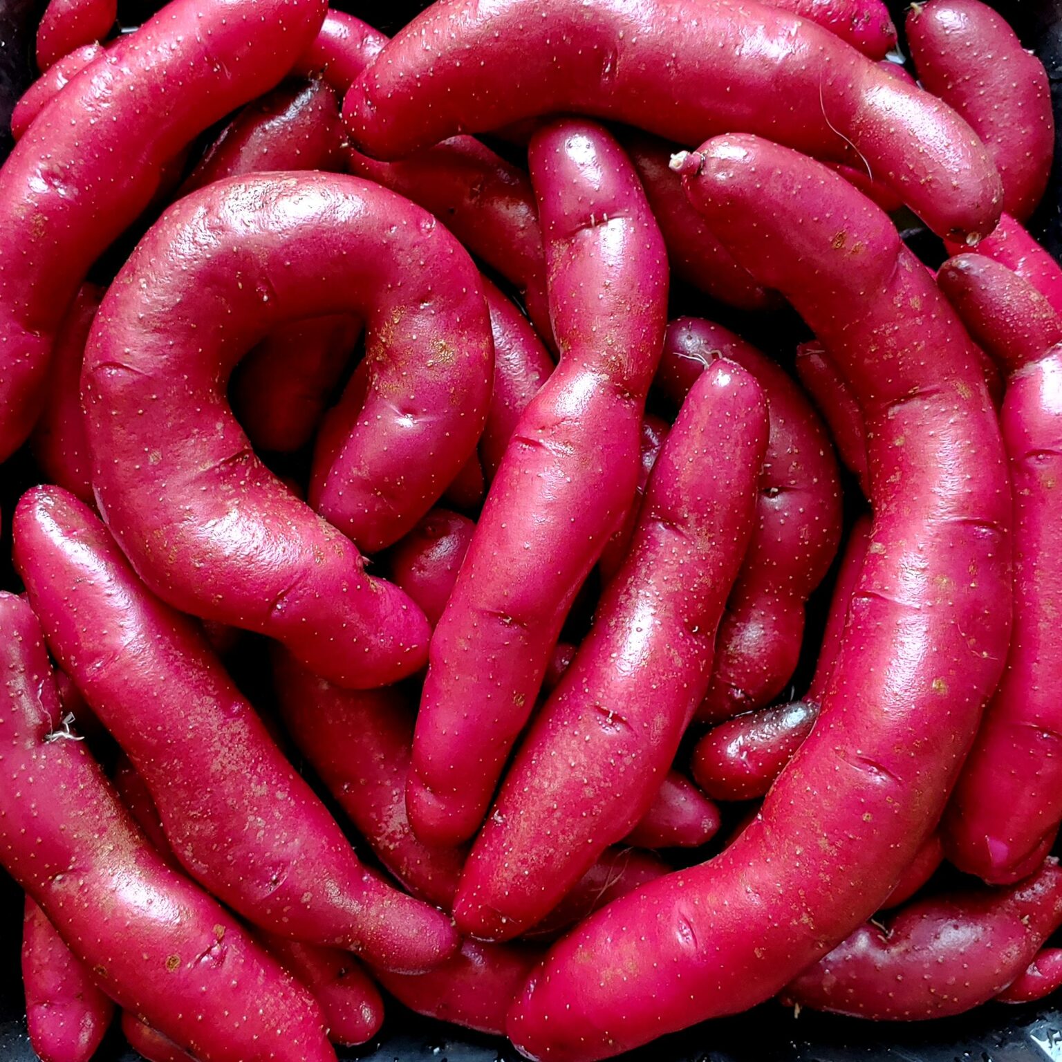 Tubers of the Chilean heirloom potato (Solanum tuberosum) variety 'Papa Cacho'