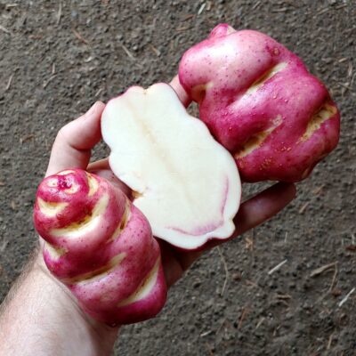 Tubers of the potato (Solanum tuberosum) variety 'SVG Champion'