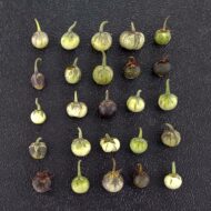 Variation in Solanum jamesii berries