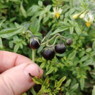 Berries of the wild potato species Solanum jamesii