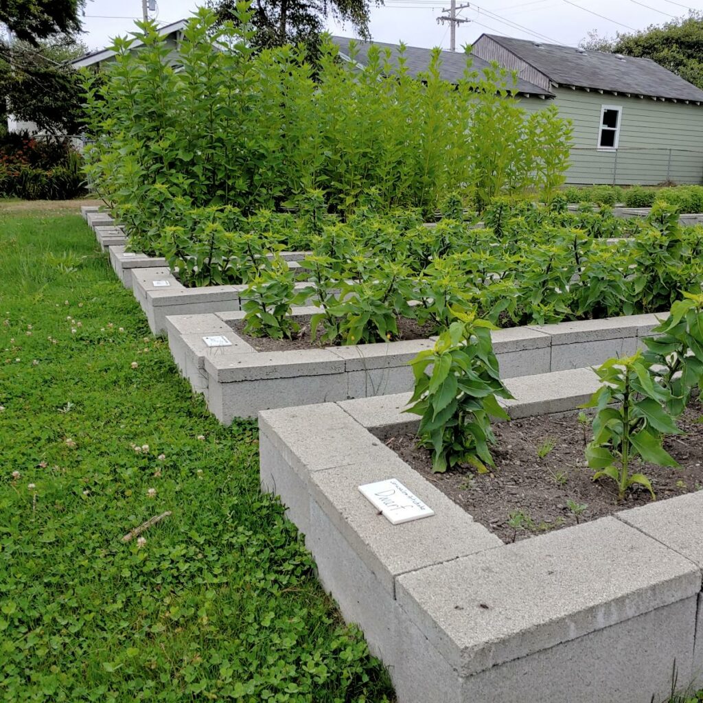 Cultivariable