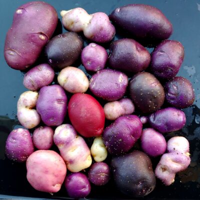 Seedlings from TPS of the potato (Solanum curtilobum) variety 'Yungay'
