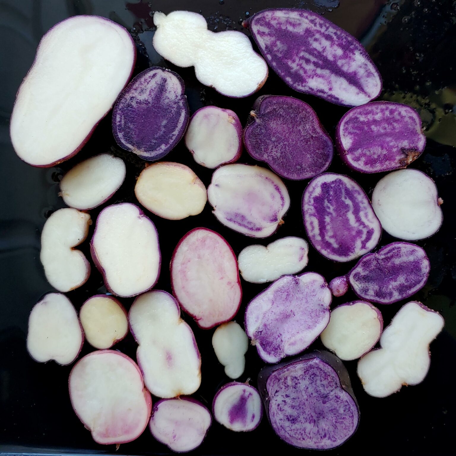 Seedlings from TPS of the potato (Solanum curtilobum) variety 'Yungay'