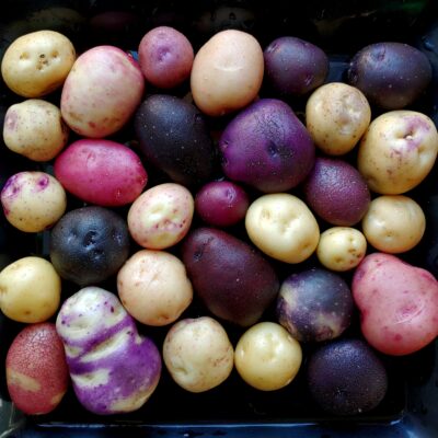 Seedlings from TPS of the potato variety 'Cruza 148'