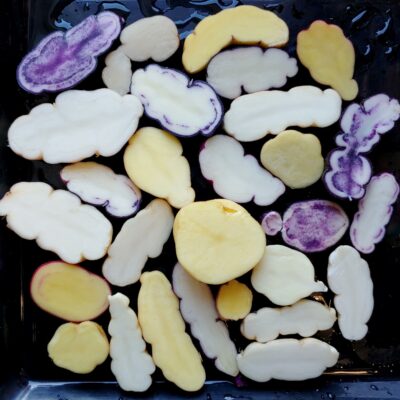 Seedlings from TPS of the potato (Solanum ajanhuiri) variety 'Jancko Ajawiri'