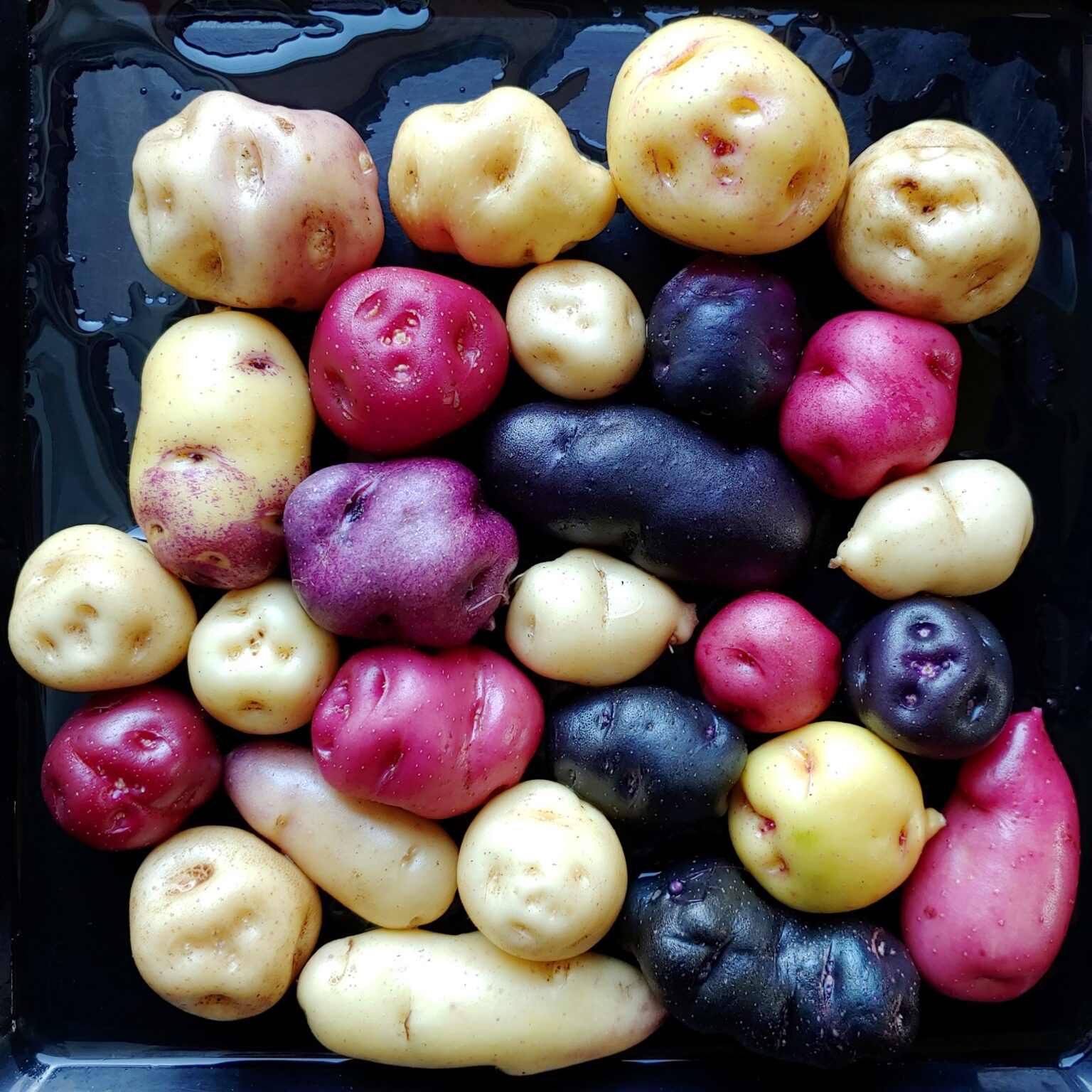 Seedlings from TPS of the potato variety 'Jancko Phinu'