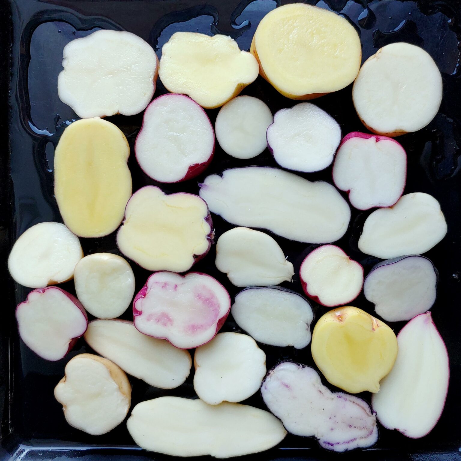 Seedlings from TPS of the potato variety 'Jancko Phinu'