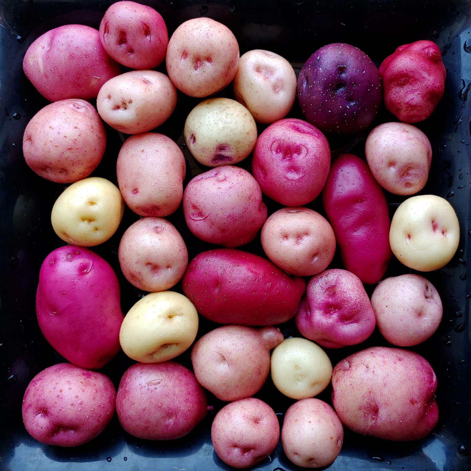 Seedlings from TPS of the potato variety 'Kinigi'