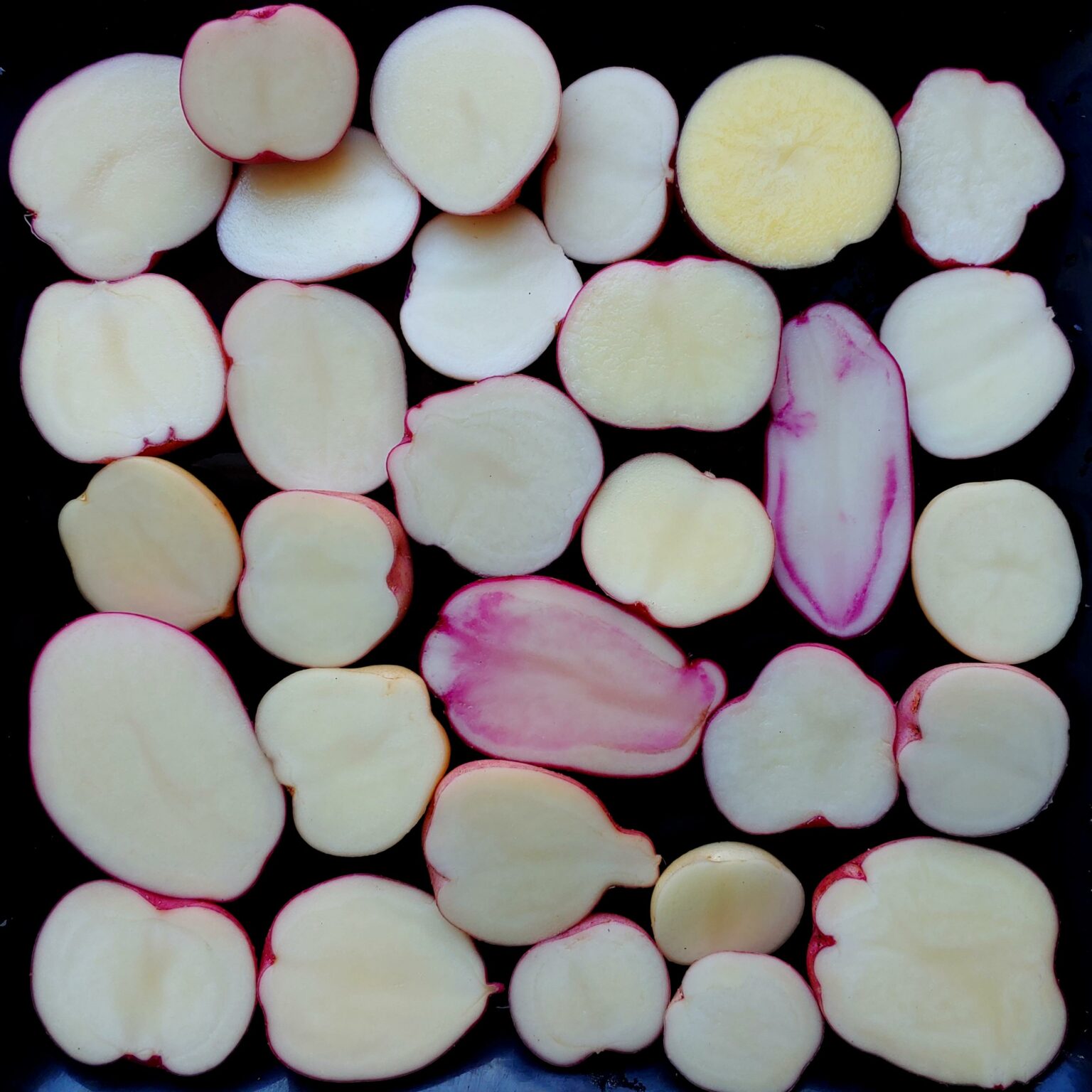 Seedlings from TPS of the potato variety 'Kinigi'