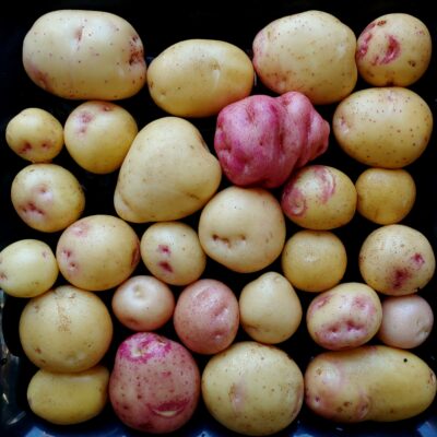 Seedlings from TPS of the potato variety 'Yungay'