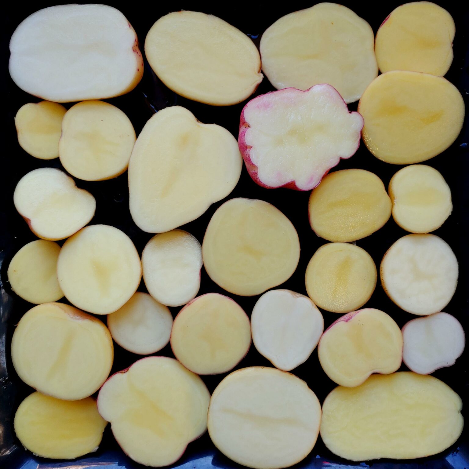 Seedlings from TPS of the potato variety 'Yungay'