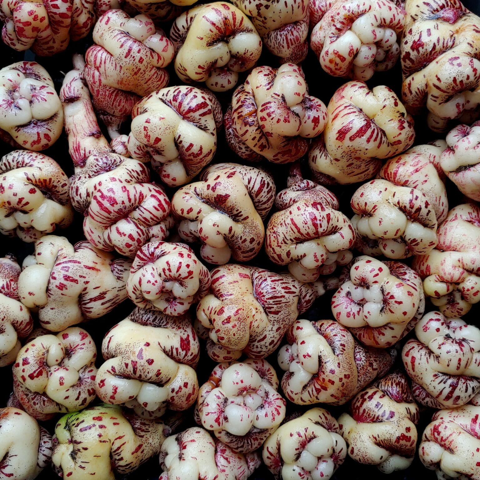 Tubers of the Cultivariable original mashua (Tropaeolum tuberosum) variety 'Okeho'