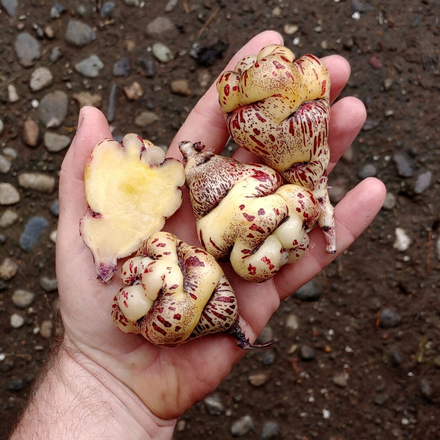 Tubers of the Cultivariable original mashua (Tropaeolum tuberosum) variety 'Okeho'