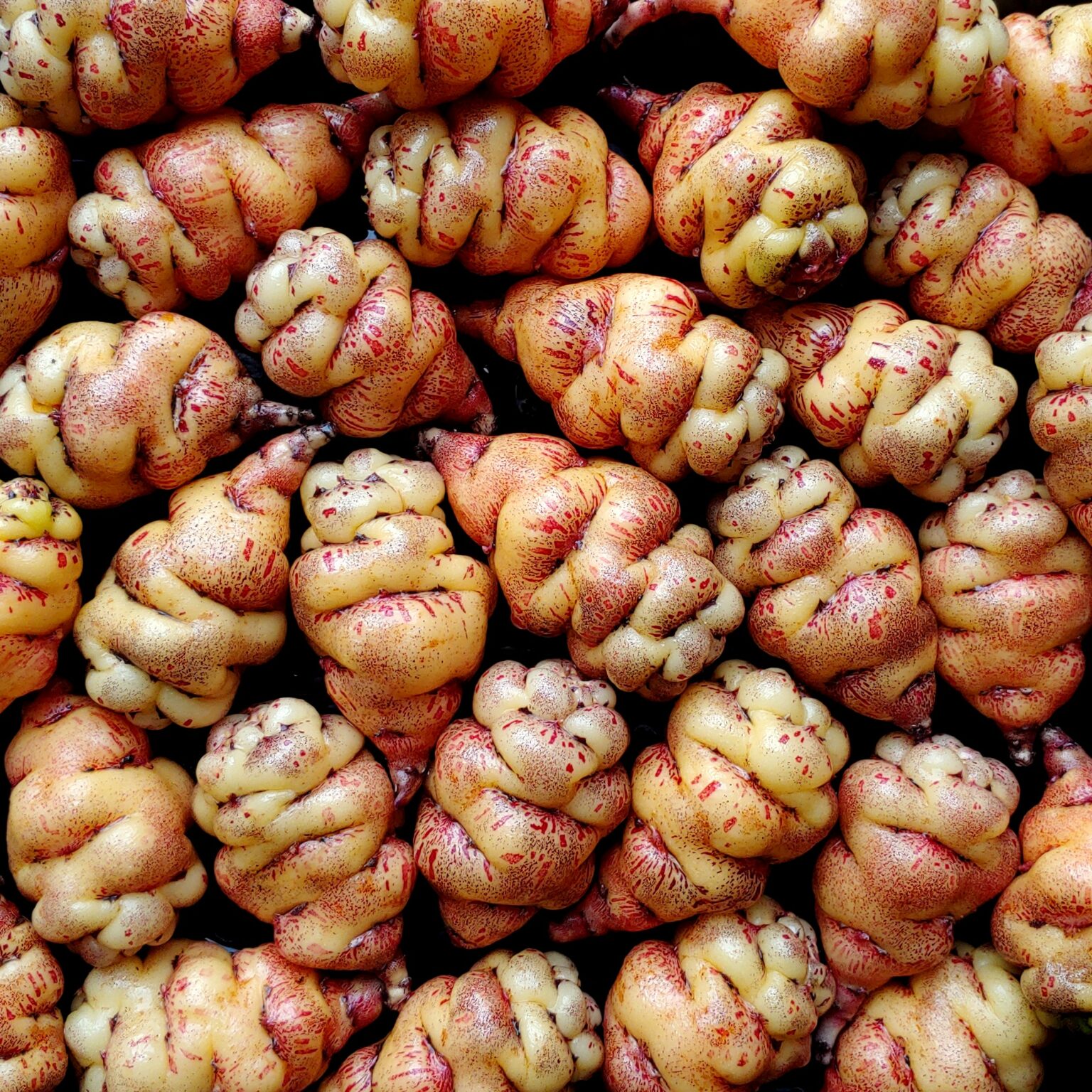 Tubers of the Cultivariable original mashua (Tropaeolum tuberosum) variety 'Suqualus'