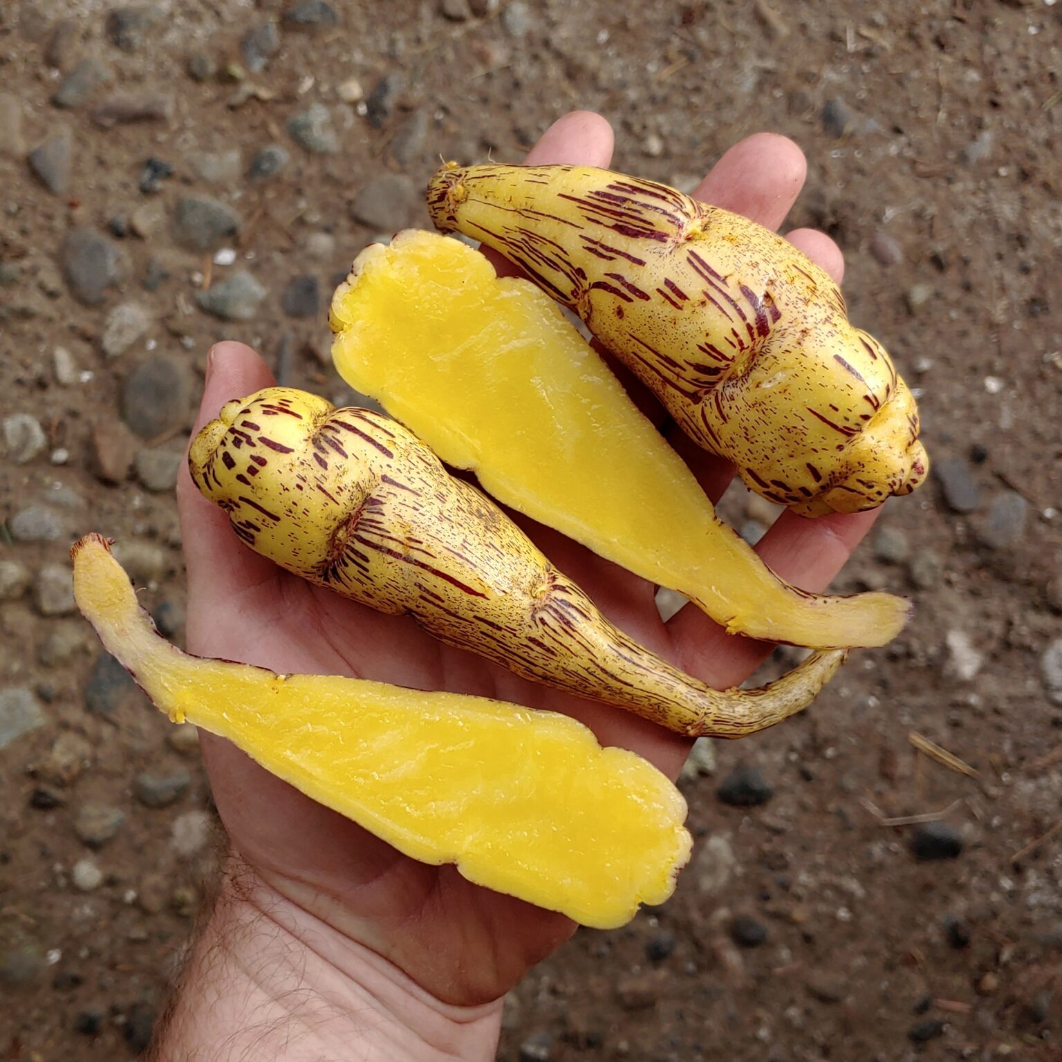 Tubers of the heirloom mashua (Tropaeolum tuberosum) variety 'Puca Añu'