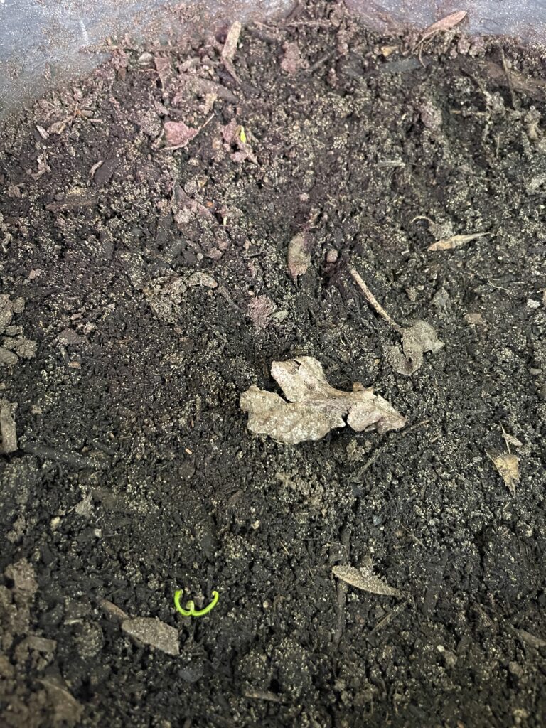 Cultivariable