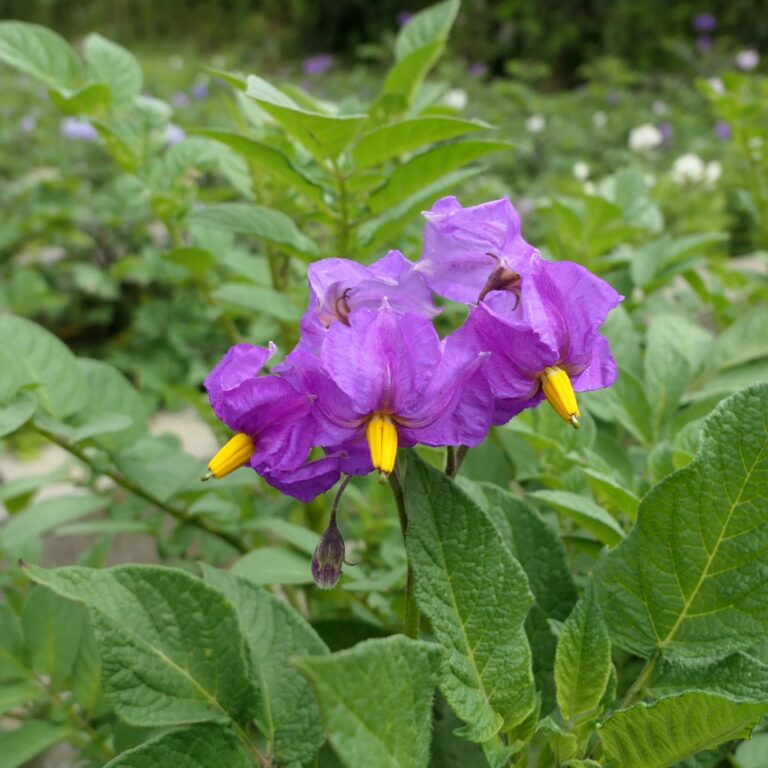 Potato Flowers 2022 (Part 1?) Cultivariable