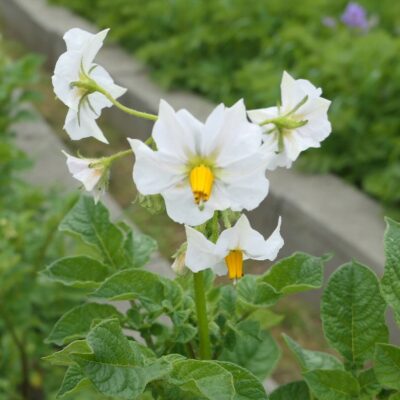 Flower of the potato variety 'Haynisisoos'