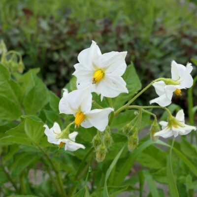 Flower of the Spanish heirloom potato variety 'Fina de Carballo'
